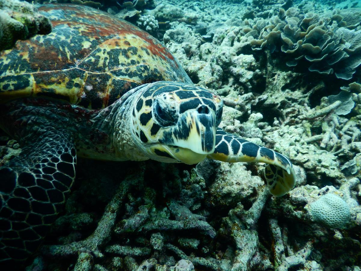 Equa Reef Maldives Hotel Addu Atol Buitenkant foto