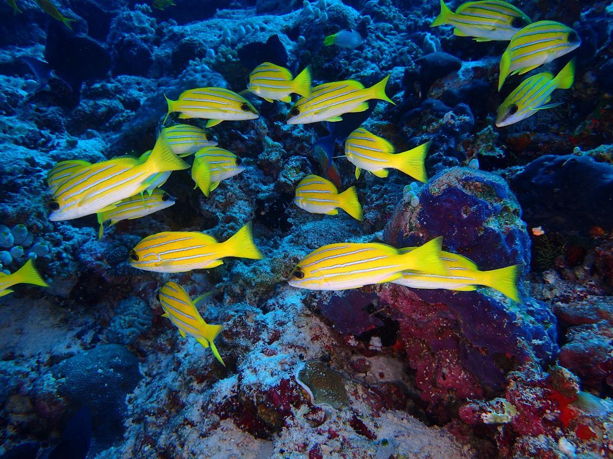 Equa Reef Maldives Hotel Addu Atol Buitenkant foto