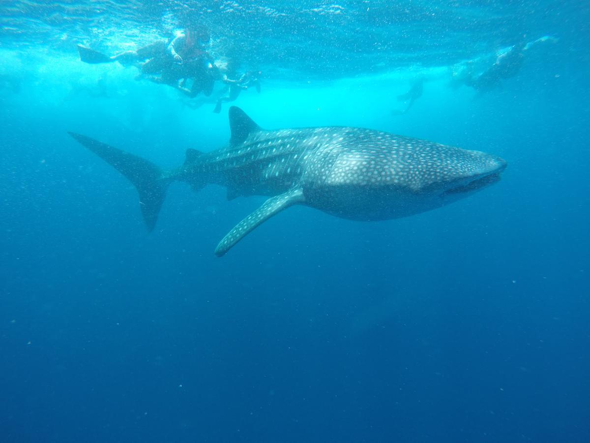 Equa Reef Maldives Hotel Addu Atol Buitenkant foto