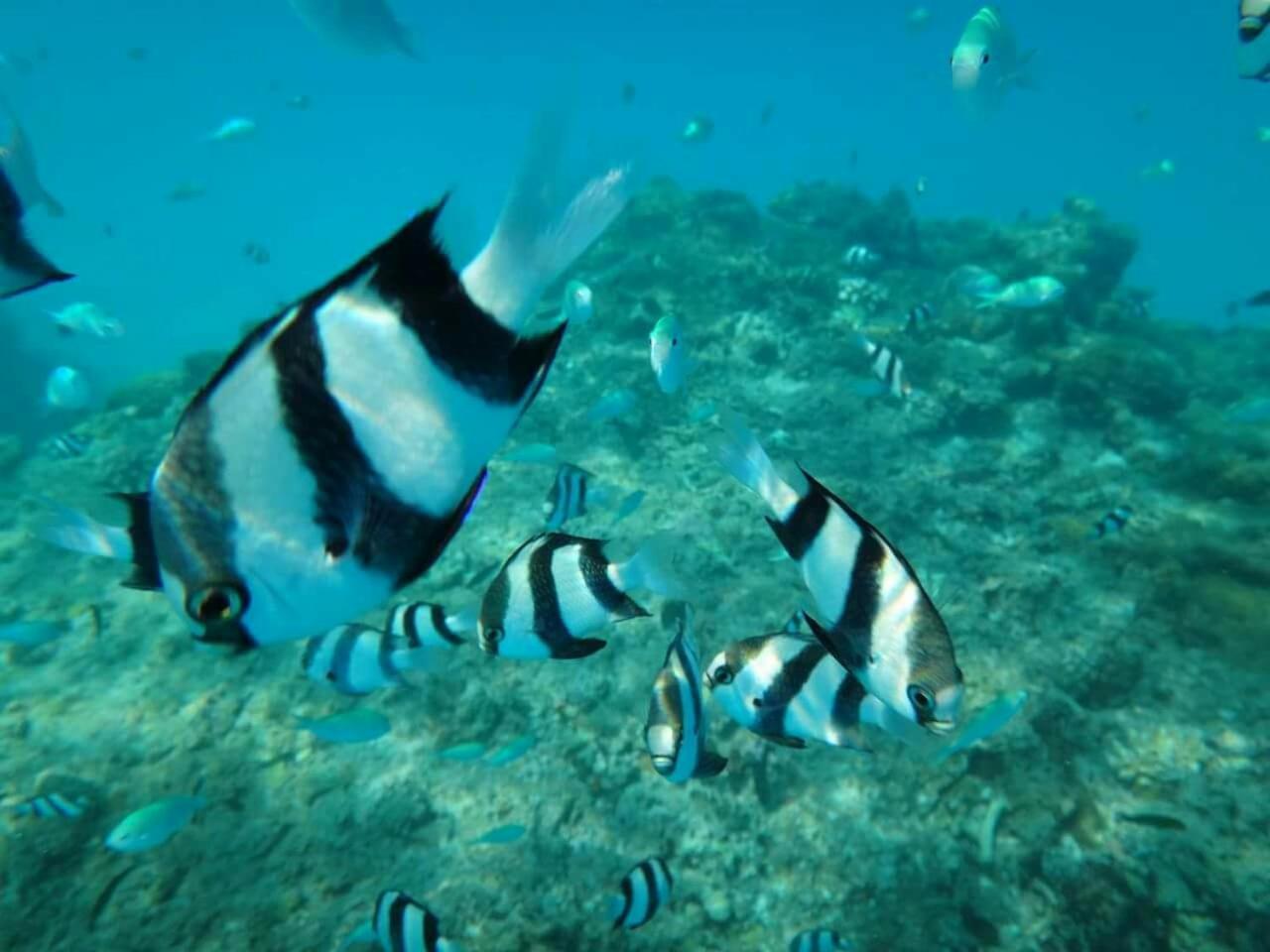 Equa Reef Maldives Hotel Addu Atol Buitenkant foto