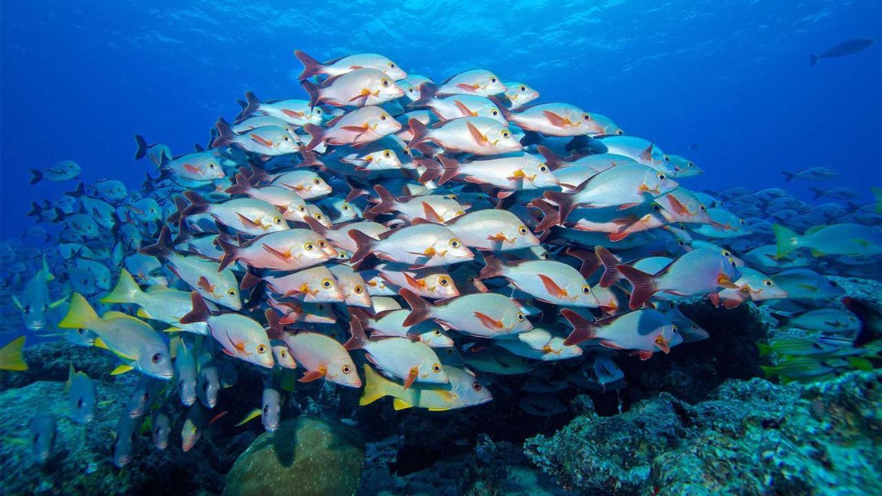 Equa Reef Maldives Hotel Addu Atol Buitenkant foto
