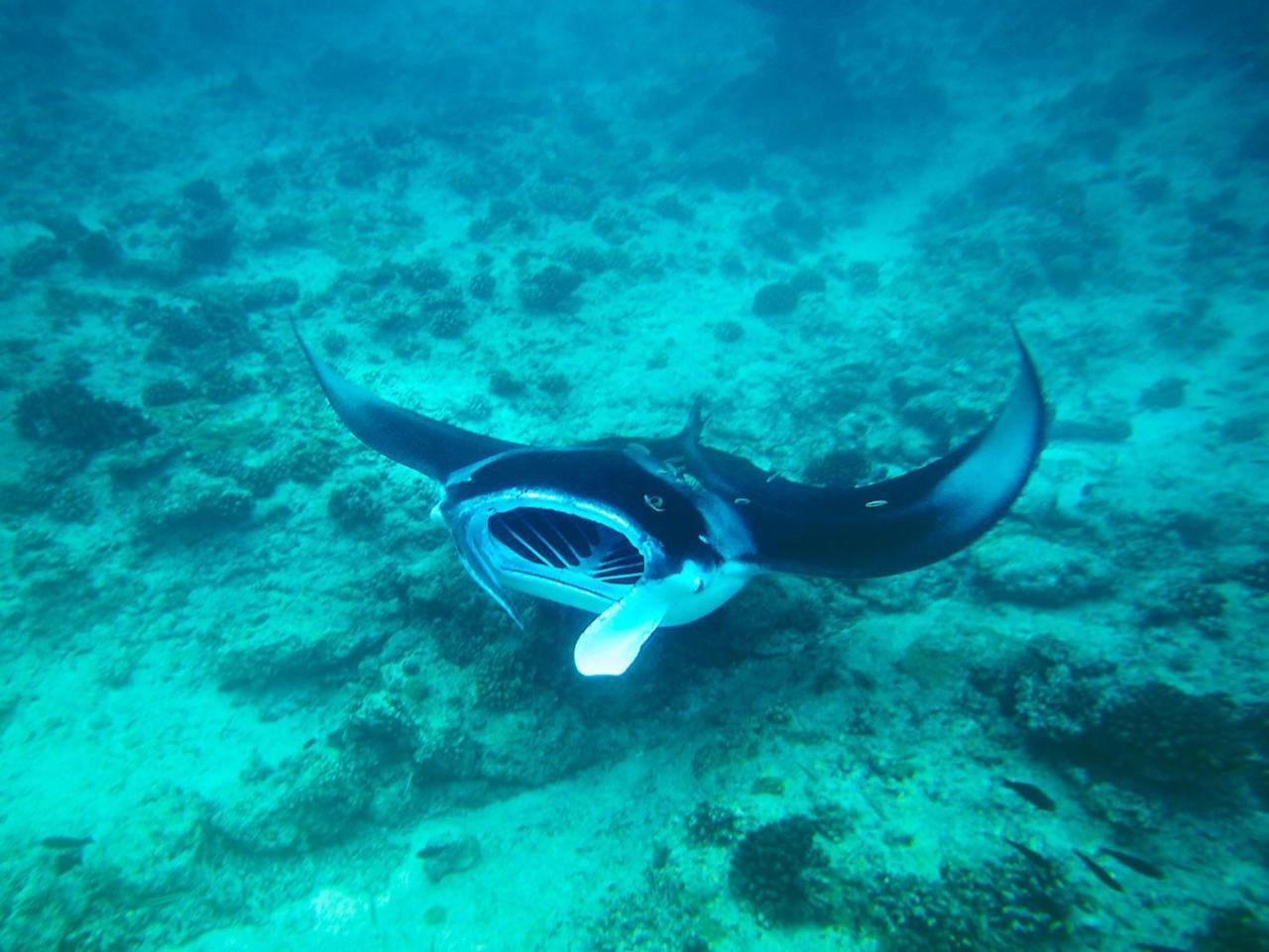 Equa Reef Maldives Hotel Addu Atol Buitenkant foto